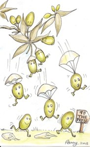 GM Self-Harvesting Olives